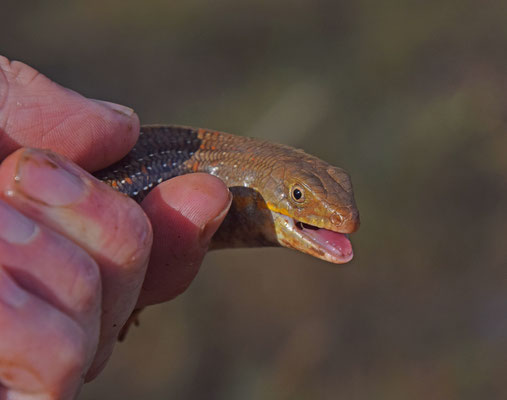 Schneider's Skink (Eumeces schneideri)  