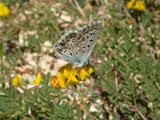 Provencaals bleek blauwtje (Lysandra hispana)