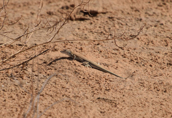 Acanthodactylus scutellatus