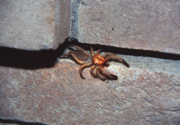 Solifugae species - rolspin/kameelspin