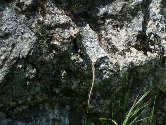 Podarcis muralis
