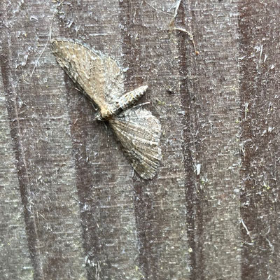 Eupithecia vulgata - Gewone dwergspanner