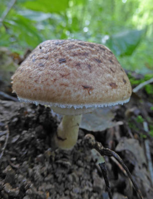Agaricus silvaticus - Schubbige boschampignon