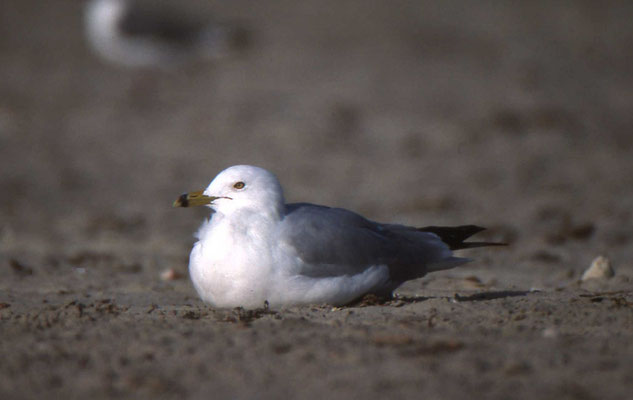 Ring-billed Gull