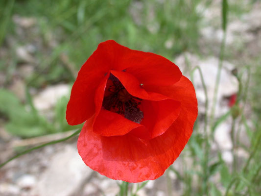 Papaver rhoeas - Gewone klaproos