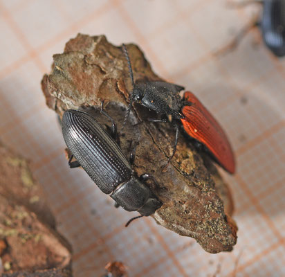 Menephilus cylindricus