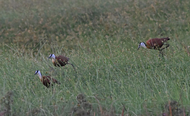 Actophilornis africanus - African Jacana