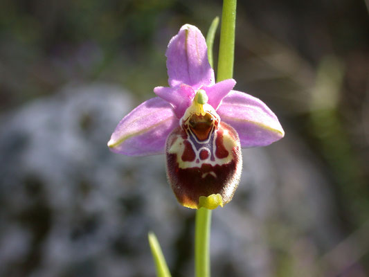Ophrys holoserica (fuciflora)