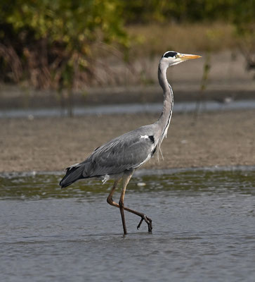 Ardea cinerea - Grey Heron