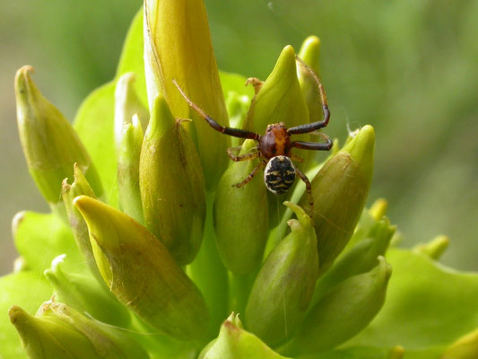 blinkende krabspin (Synaema globosum)