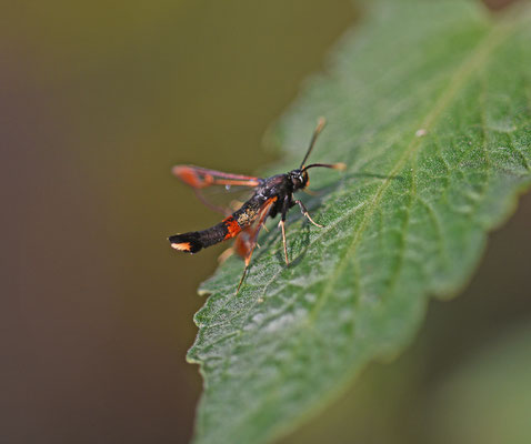 Wilgenwespvlinder