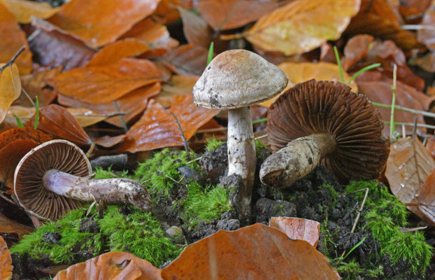 Cortinarius torvus - Gelaarsde gordijnzwam