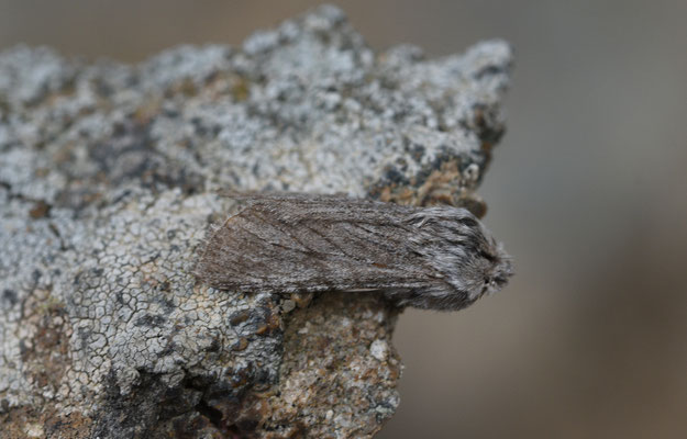 Simyra dentinosa