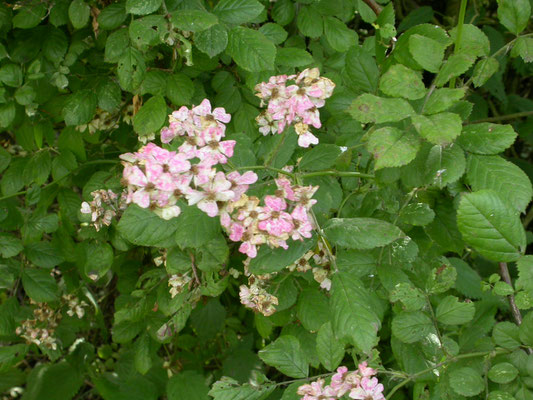 Rosa canina - Hondsroos