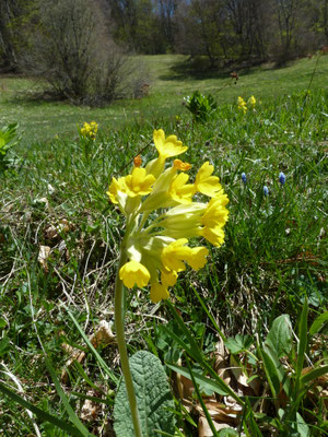 Primula veris - Gulden sleutelbloem