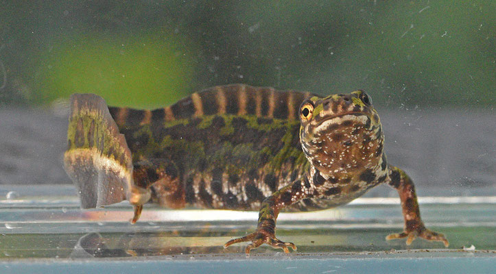 Dwergmarmersalamander man