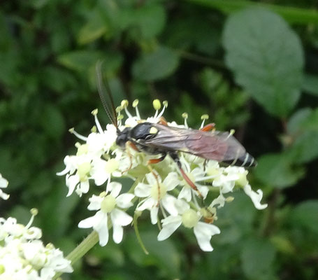 Ctenichneumon panzeri