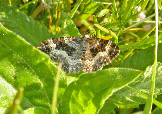 Epirrhoe alternata - Gewone bandspanner