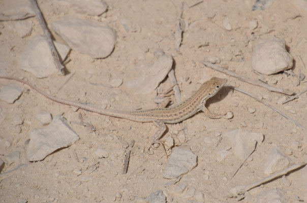 Bosk's franjeteenhagedis (Acanthodactylus boskianus)