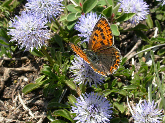 bruine vuurvlinder (Lycaena tityrus), vrouw