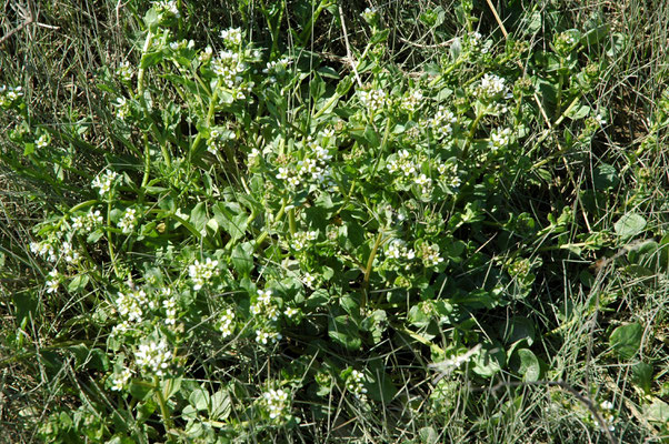 Cochlearia officinalis - Echt lepelblad