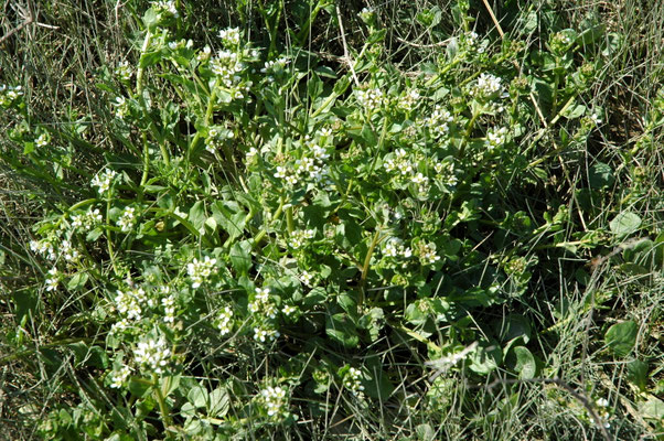 Cochlearia officinalis - Echt lepelblad