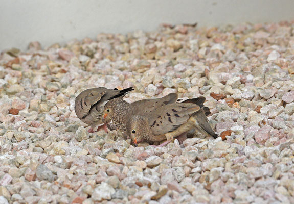 Common Ground Dove