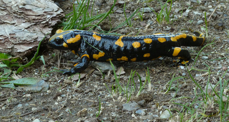 Salamandra salamandra  salamandra - Vuursalamander
