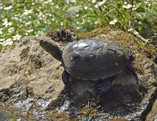 Europese moerasschildpad (Emys orbicularis)