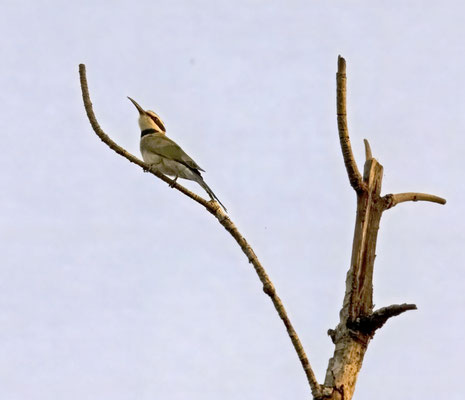 Merops albicollis - White-throated Bee-eater