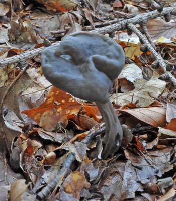 Helvella lacunosa - Zwarte kluifzwam