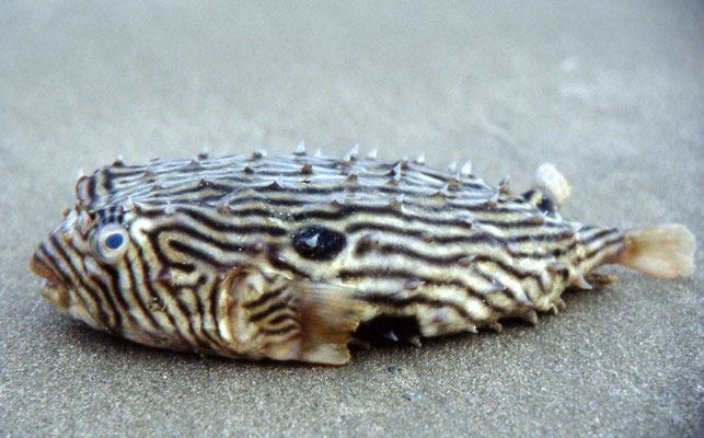 Gestreepte egelsvis - Cyclichthys schoepfi