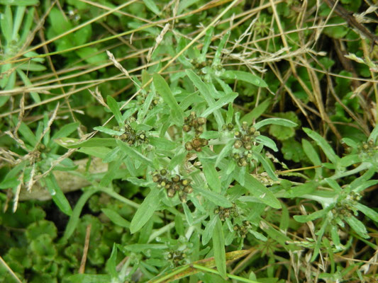 Gnaphalium uliginosum - Moerasdroogbloem