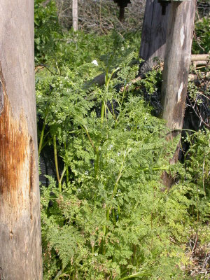Anthriscus sylvestris - Fluitenkruid