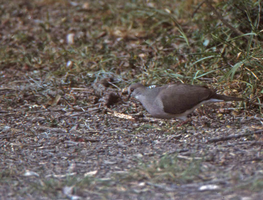 White-tipped Dove