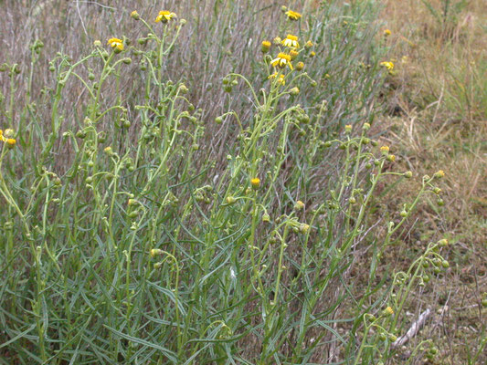 Senecio inaequidens - Bezemkruiskruid
