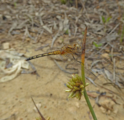 Diplacodes lefebvrii, female