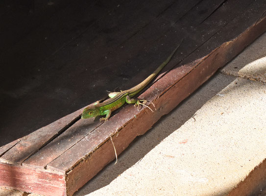 Cnemidophorus lemniscatus