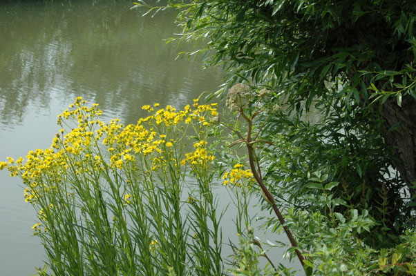 Jacobaea paludosa - Moeraskruiskruid