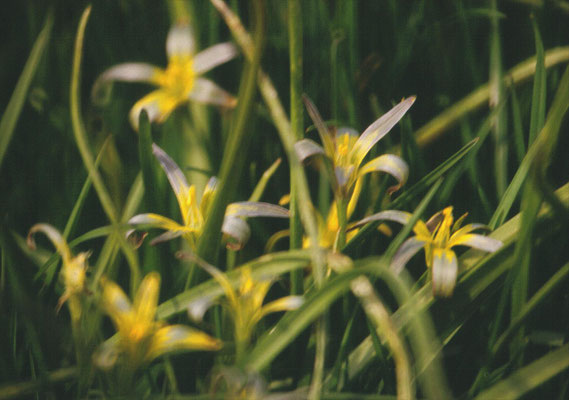 Gagea pratensis - Weidegeelster