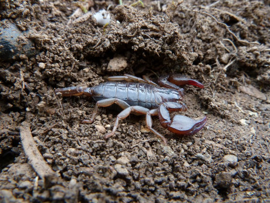 Euscorpius vh carpathicus