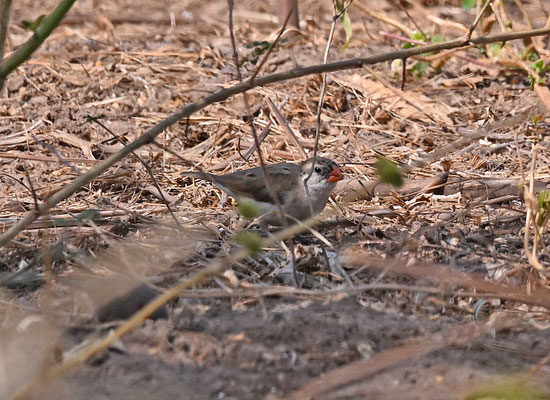 Vidua macroura - Pin-tailed Whydah