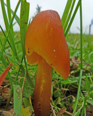Hygrocybe conica  Zwartwordende wasplaat