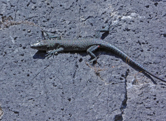 Spitssnuithagedis (Dalmatolacerta oxycephala)