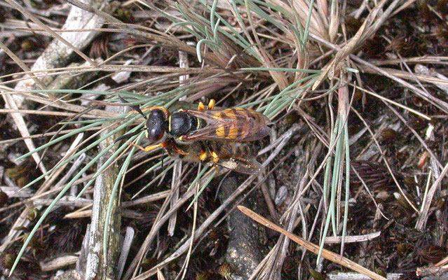 Philanthus triangulum - Bijenwolf