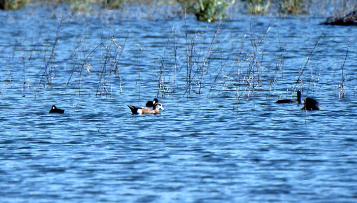 American Wigeon