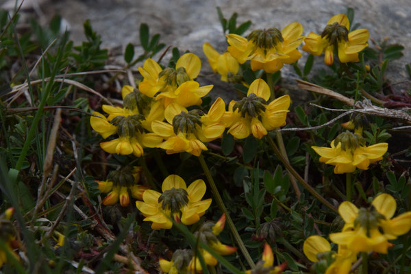 Coronilla vaginalis - Schedekroonkruid