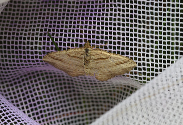 Costaconvexa polygrammata - Walstrospanner