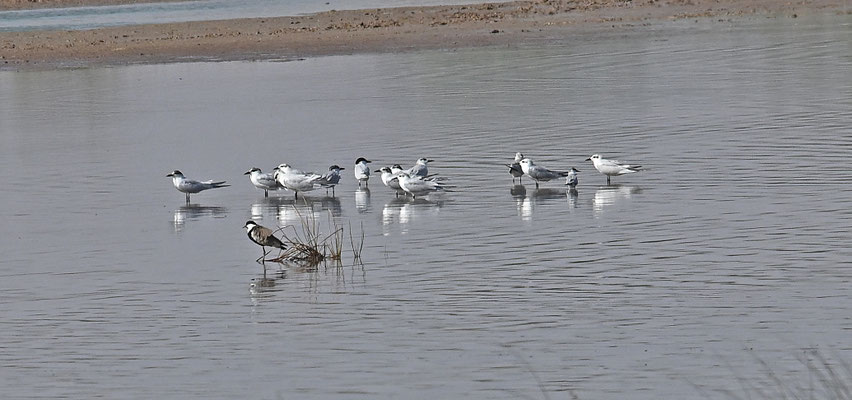 Gelochelidon nilotica - Gull-billed Tern