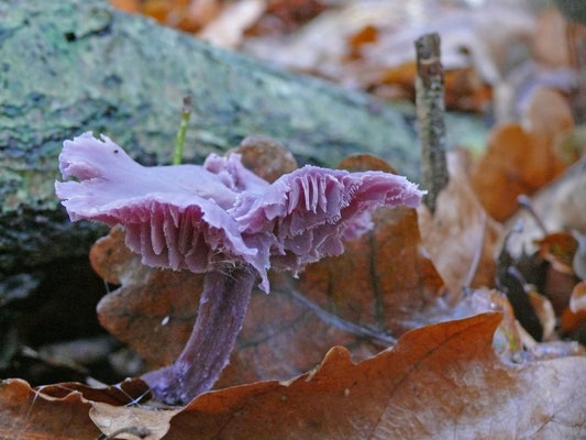 Laccaria amethystea - Amethistzwam of Rode koolzwam